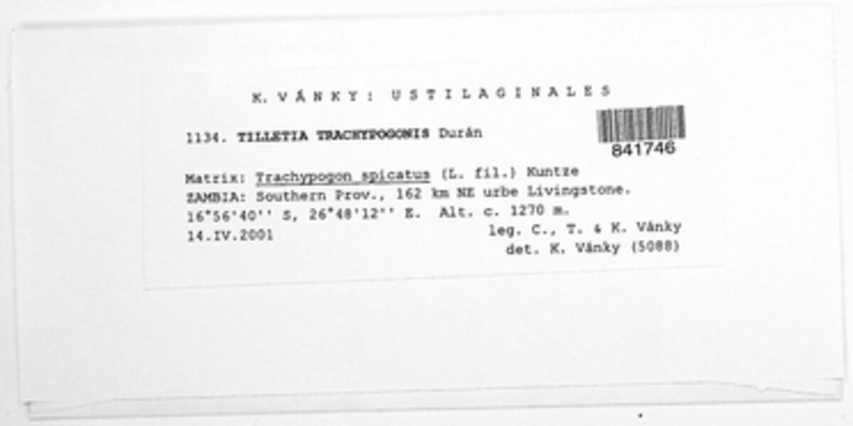 Tilletia trachypogonis image